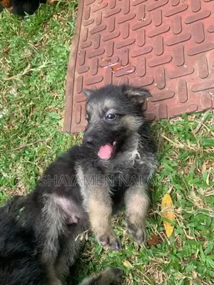 German shepherd