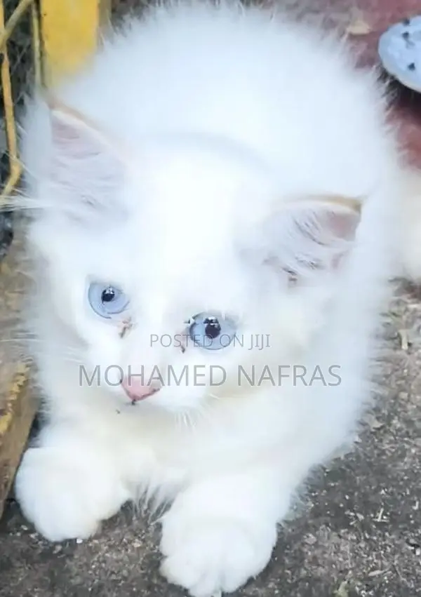 Persian Kittens