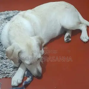 ලැබ්ඩ්‍රොයි වර්ගයේ බලු පැටවෙක්