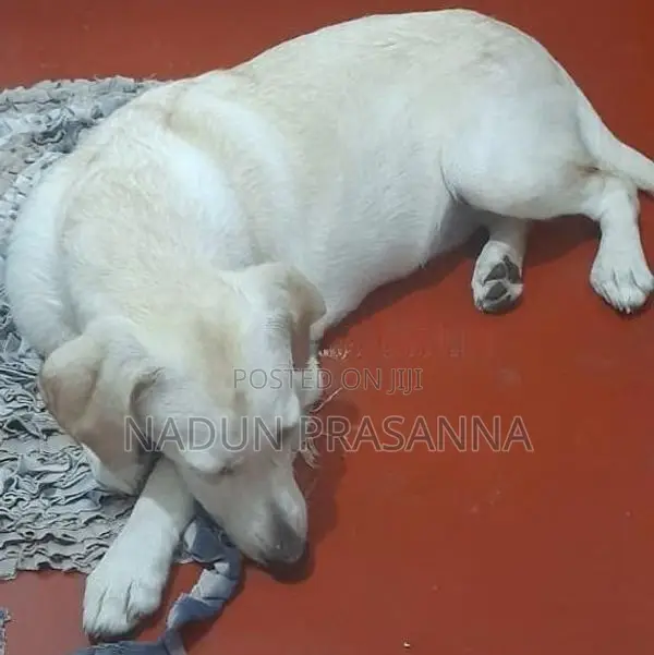ලැබ්ඩ්‍රොයි වර්ගයේ බලු පැටවෙක්