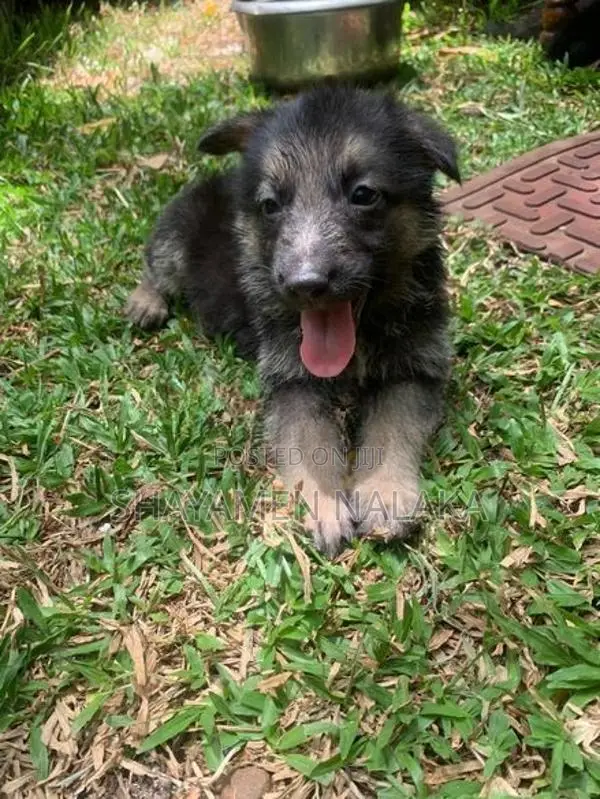 German shepherd
