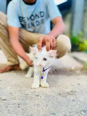 Persian Kittens