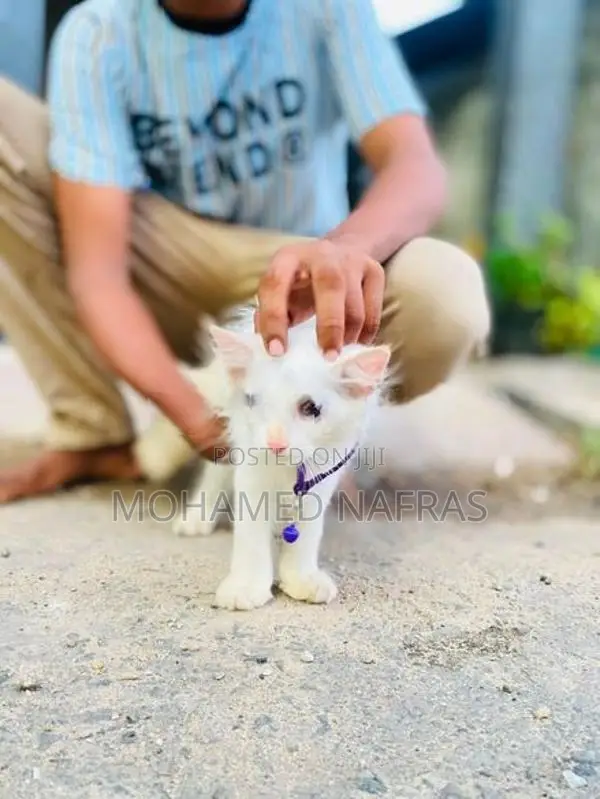 Persian Kittens