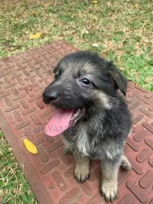 German shepherd