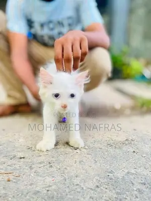 Persian Kittens