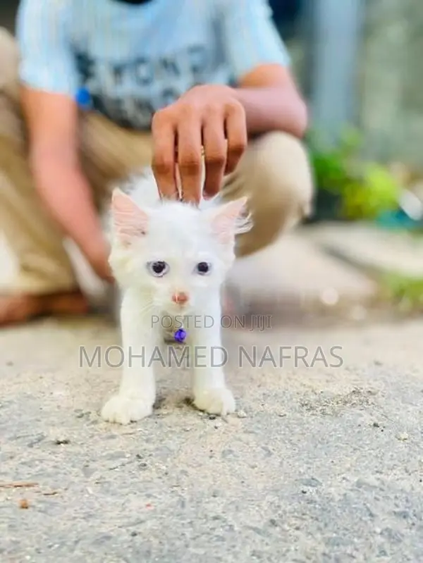 Persian Kittens