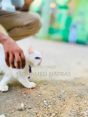 Persian Kittens