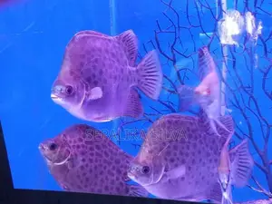 Scats Fish