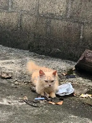 Maincoon Mix Ginger Cat