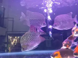 Scats Fish