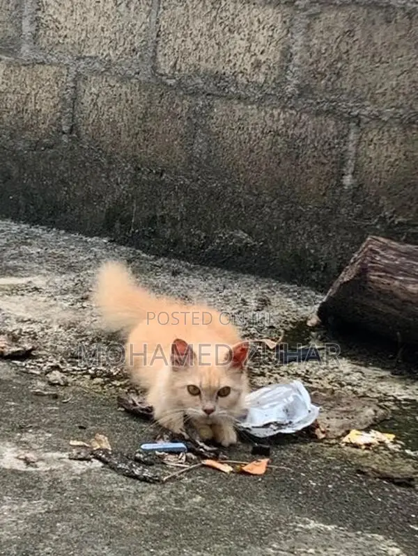 Maincoon Mix Ginger Cat