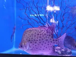 Scats Fish