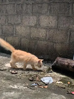 Maincoon Mix Ginger Cat