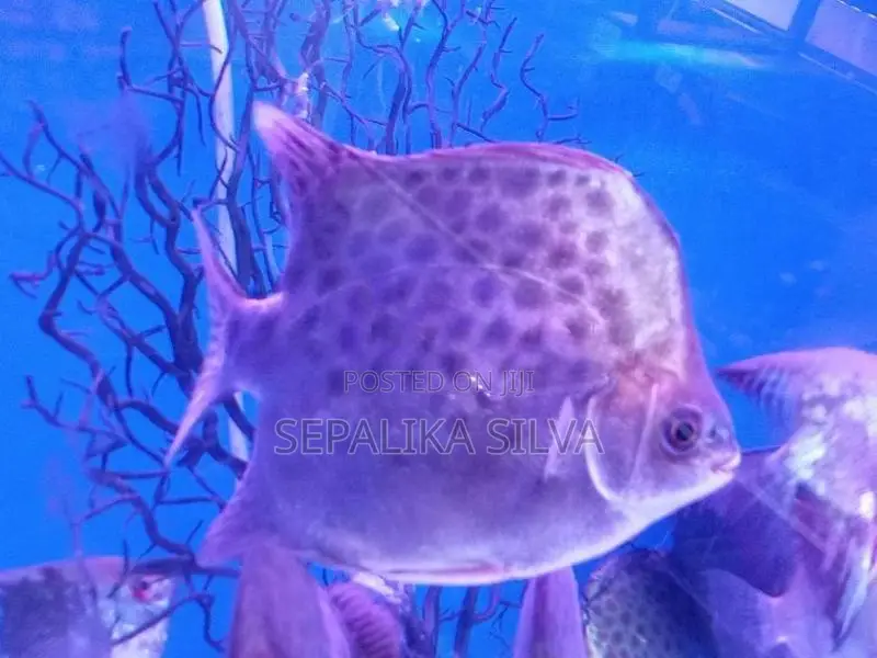 Scats Fish