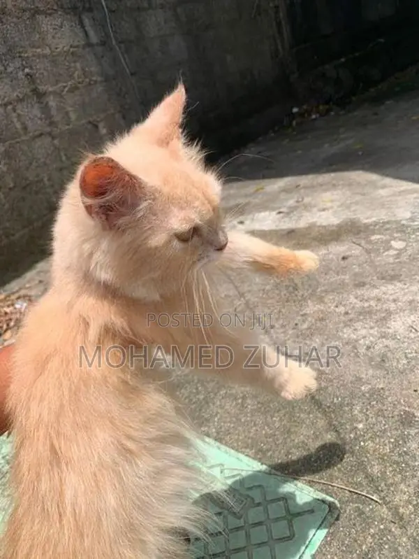 Maincoon Mix Ginger Cat