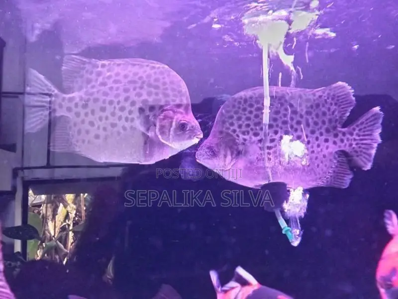 Scats Fish