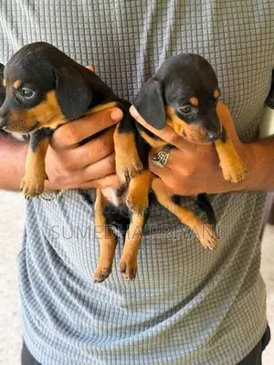 Dachshund