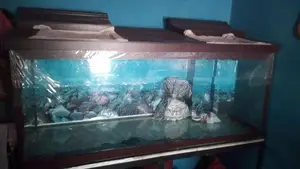 Fish Tank