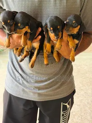Dachshund