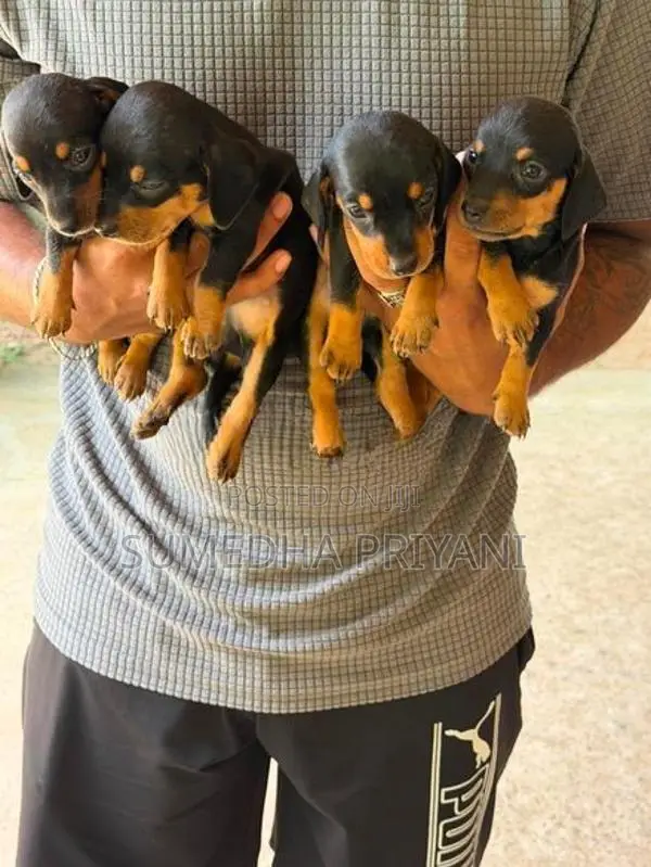 Dachshund