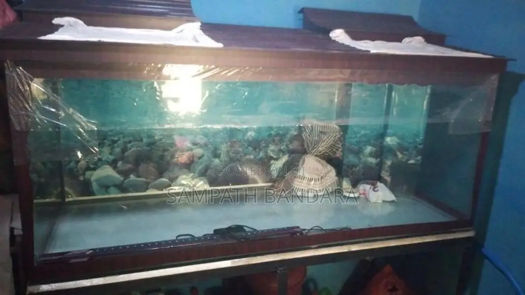 Fish Tank
