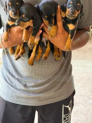Dachshund