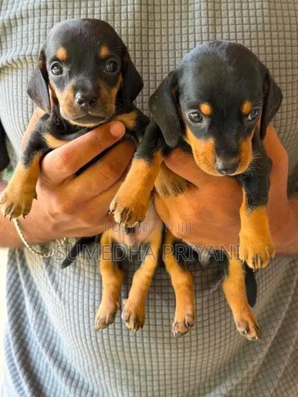 Dachshund