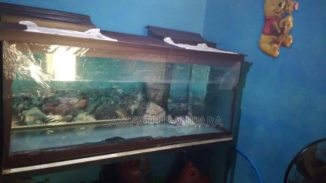 Fish Tank