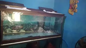 Fish Tank