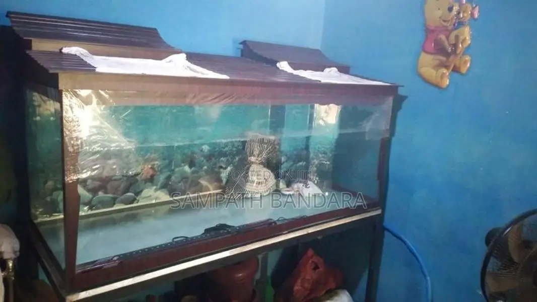Fish Tank