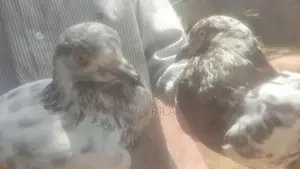 Pigeon