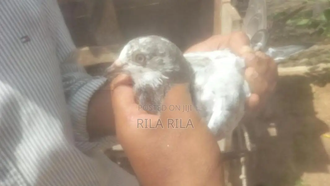 pigeon
