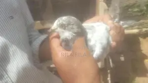 pigeon