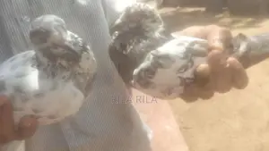 Pigeon