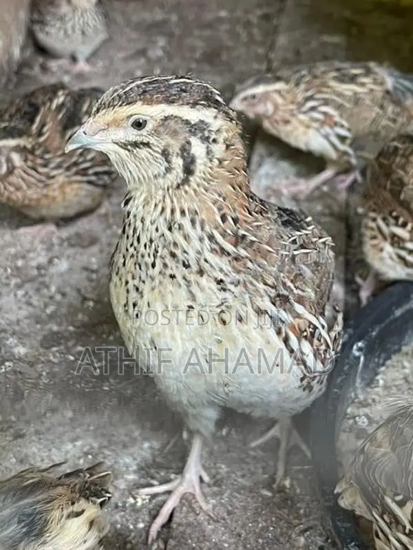 Quail Chicks