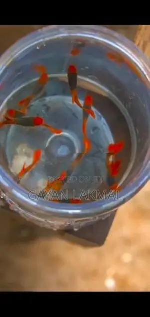 Koi Thuxedo Guppy