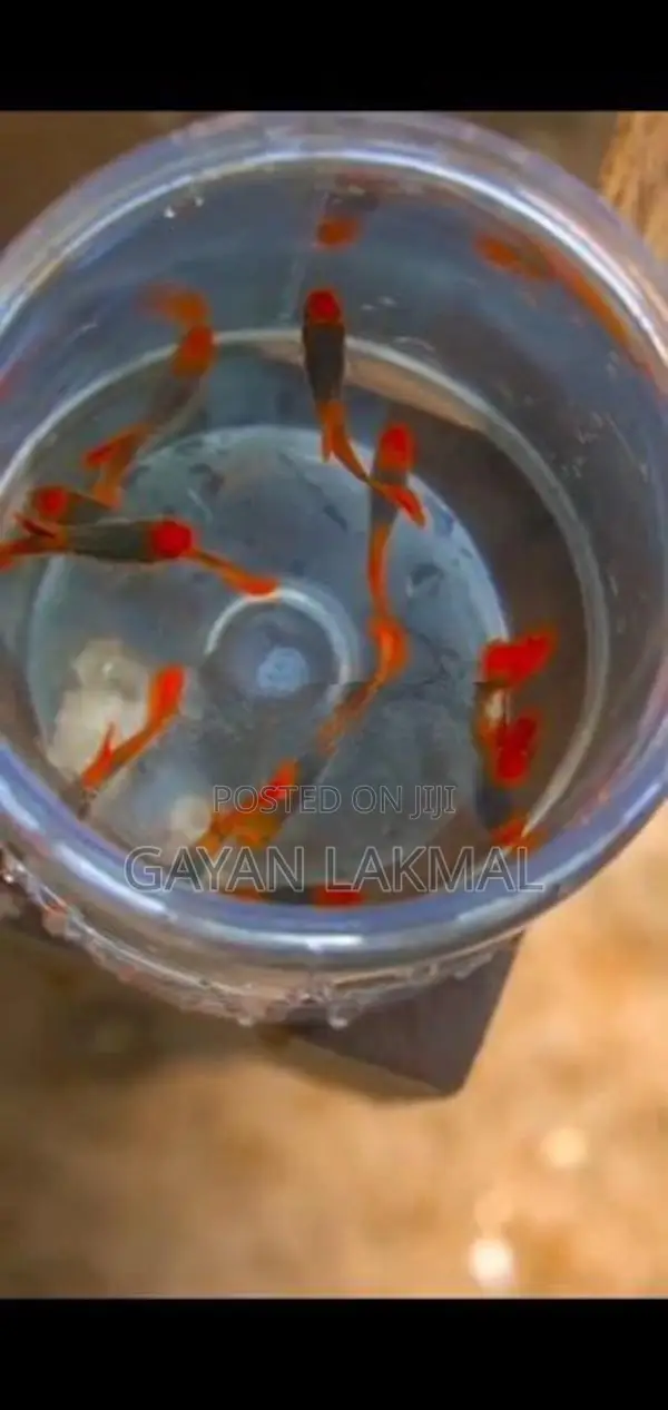 Koi Thuxedo Guppy