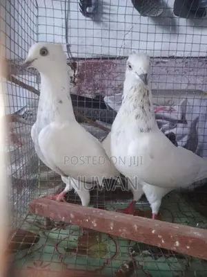 Pigeons