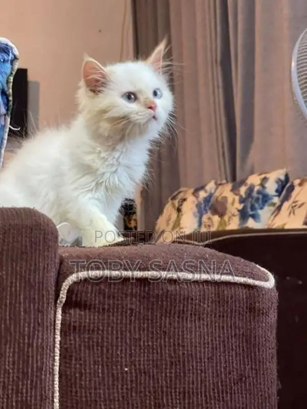 Persian cat