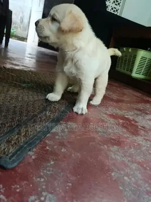 Labrador Puppy