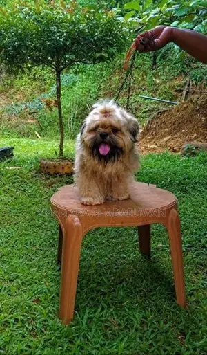 Shih Tzu Puppy