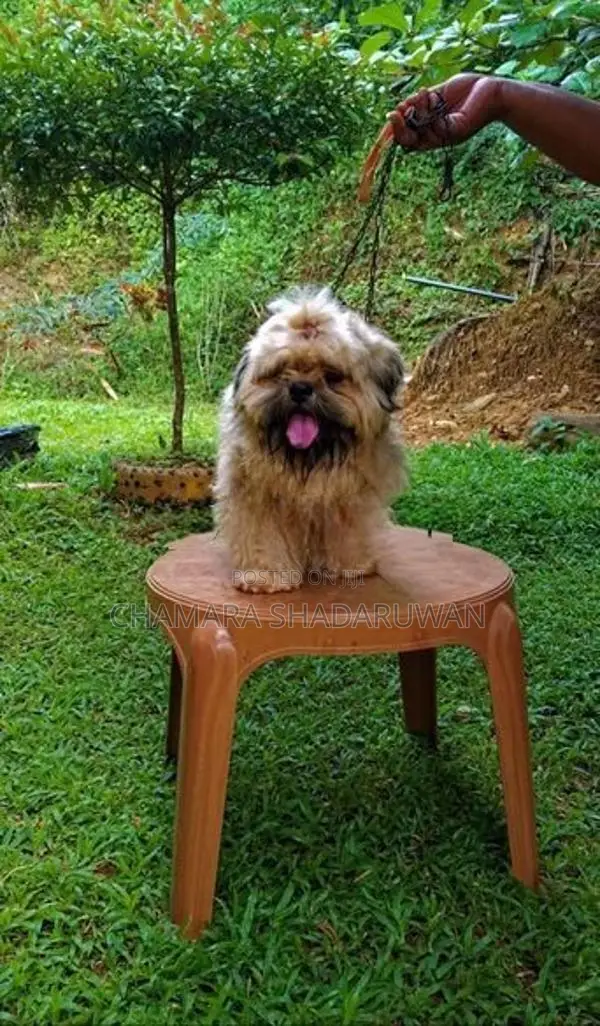 Shih Tzu Puppy