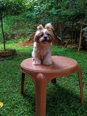 Shih Tzu Puppy