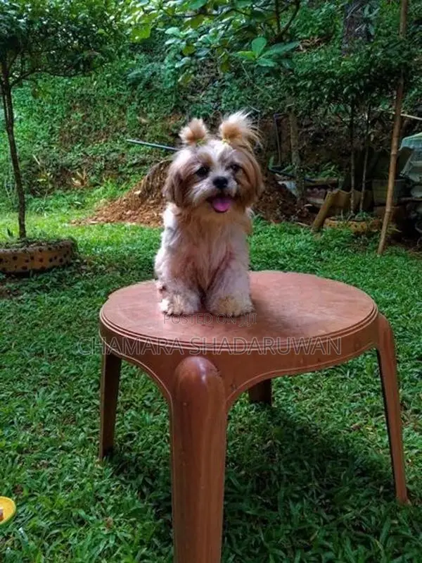 Shih Tzu Puppy