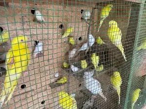 Love birds