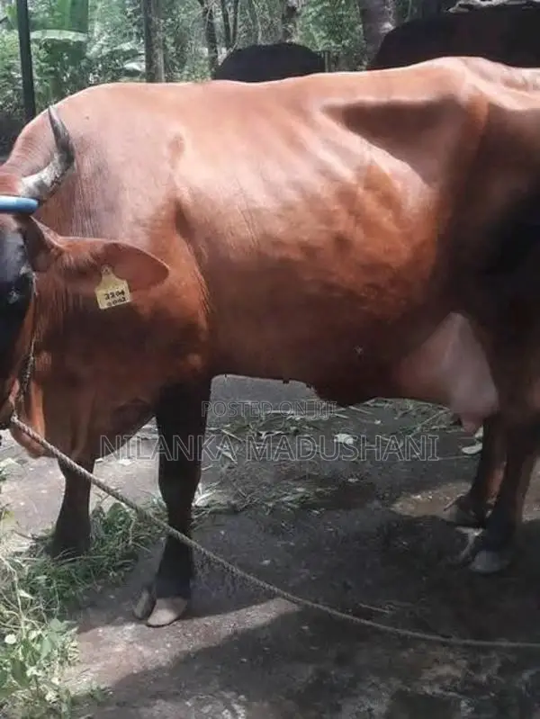 Jersey Cow