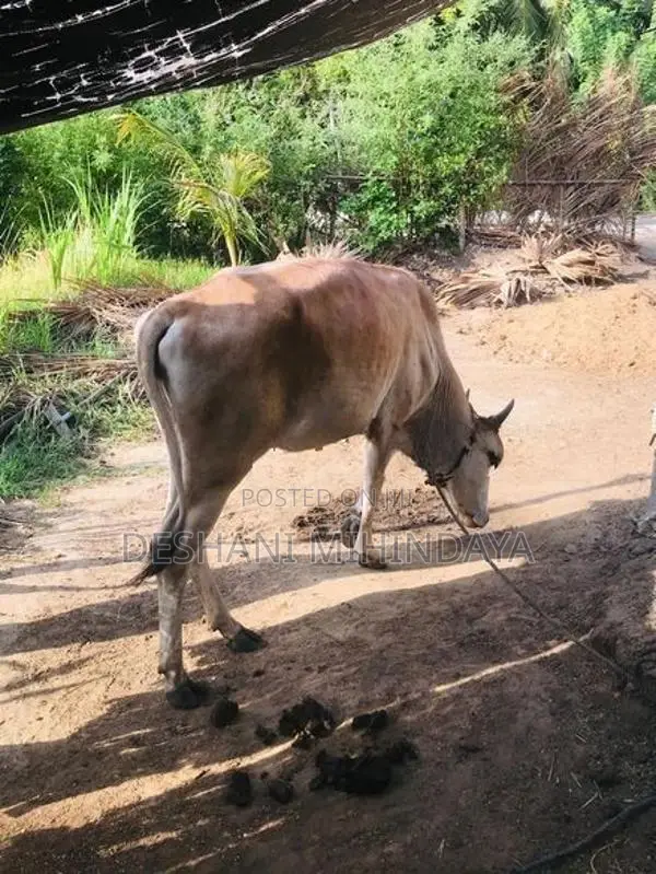 Farm Cows