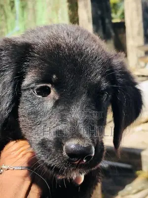 German Shepherd Puppy