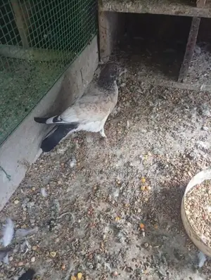 புறா Pigeons