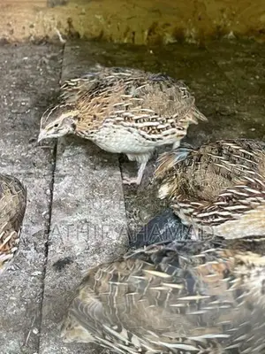 Quail Chicks